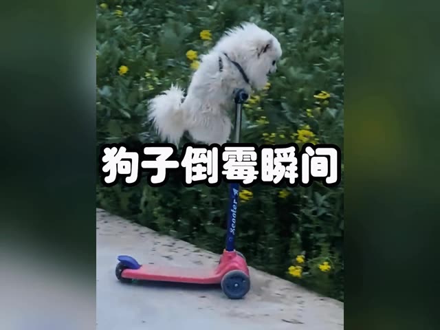 盘点哪些倒霉狗子